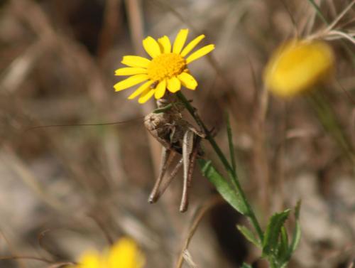Réf. 337 040 : Platycleis sp.